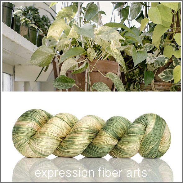 Pothos 'CALMING COTTON' FINGERING